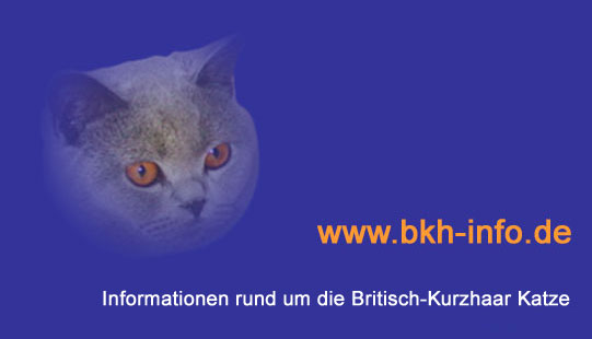 BKH-Info: Informationen rund um die Britisch Kurzhaar-Katze