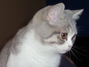 Kittirose Simsalabim