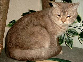 Serious Cats Gino