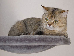 Pekoe vom Zauberland
