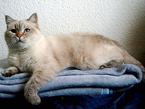Birma von Waltenberg