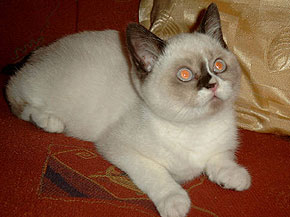 Aimee vom Honigbienchen