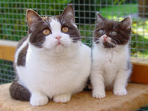 Sir Herbie + Sir Lorenzo von Laqua
