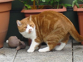 Tiny Midget's Boris