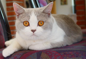 �viane von Gukamien