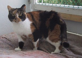 Ch. Tassul�hteen Fendi