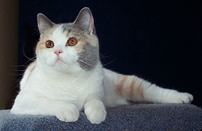 Kittirose Melody