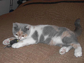 Bellamie von Argentfire