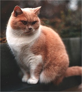 IC Baltimora's Ginger Girl