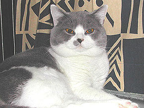 CH Groby L&ouml;wenherz