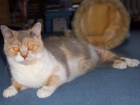 Quirlie vom Baumwollschl&ouml;&szlig;chen
