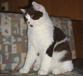 Linus vom Sophienberg