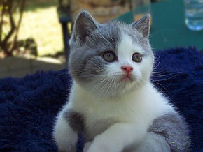 Kittirose Murphy