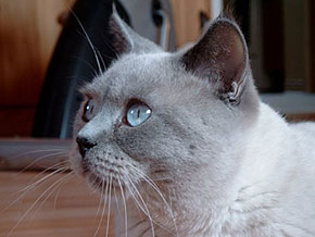 Felix of Blue Paradise