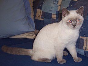 Alina vom Honigbienchen