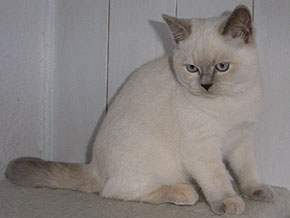 Shikantaza's Danika