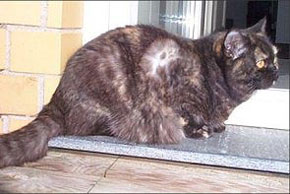 Muskelkater's Linette