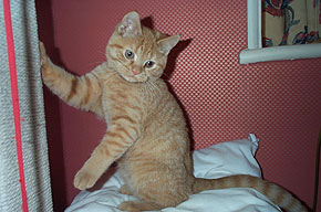 Boris