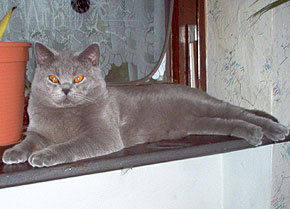 Bosso von Schnurrpidu