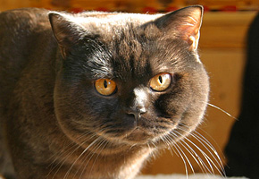 Kleine Kattekoning's Kanda