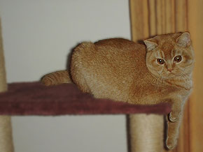 Ginger Toys Bella Carlotta