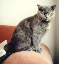 Amalia vom Traumland