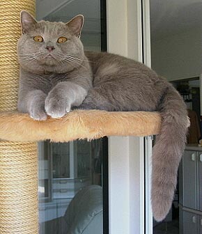 Samson von Gr�fingholz