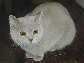 Galleksy's Christal