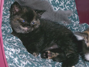 Tiny Midget's Dina Lilli