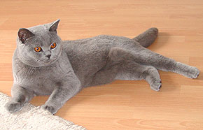 Earl Grey von Gukamien