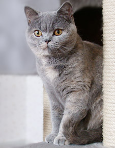 IC Fantaghiro von der Boxerau