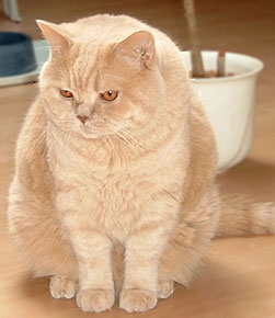 IP + IC Garfield