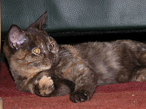 Courtfield's Harmonie