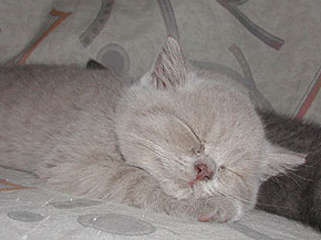 Hunter L&ouml;wenherz