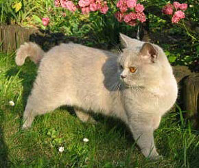 Wandy vom Blauen Saphir