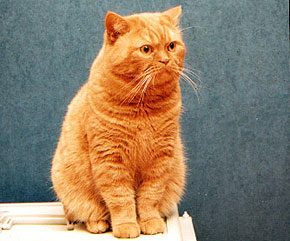 CH Felidae's Pacal