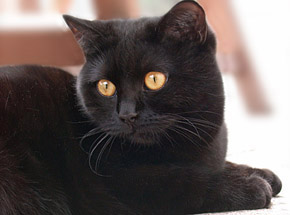 CH Black Pearl of Tigers Deluxe