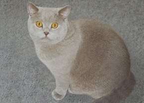 Sir Enrico von der Wildaue