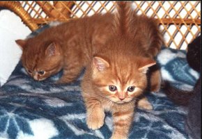Inkas und Ivo vom Tonkay