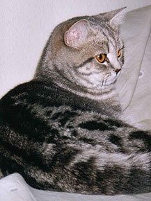 Jaffa von Aglaia