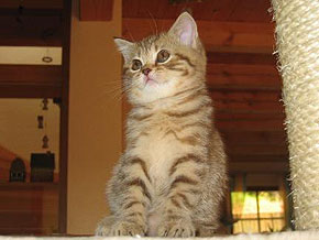 Perky Paws Amy-Lou