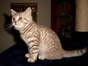 Minou vom Fl&ouml;thbach