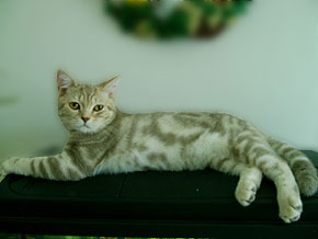 Klasilko`s Cats Executer