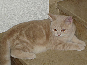 Merlin of Fantasy