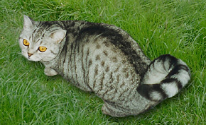 Lady Elaisa von der Wildaue