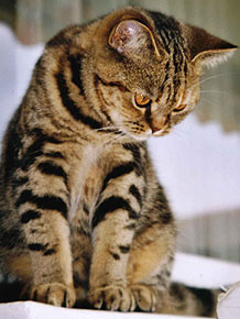 Jaffa von Aglaia