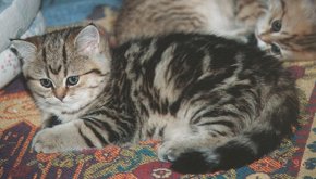 Pepita d'Oaxaca