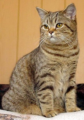 Makalusa's Sweet Toffifee